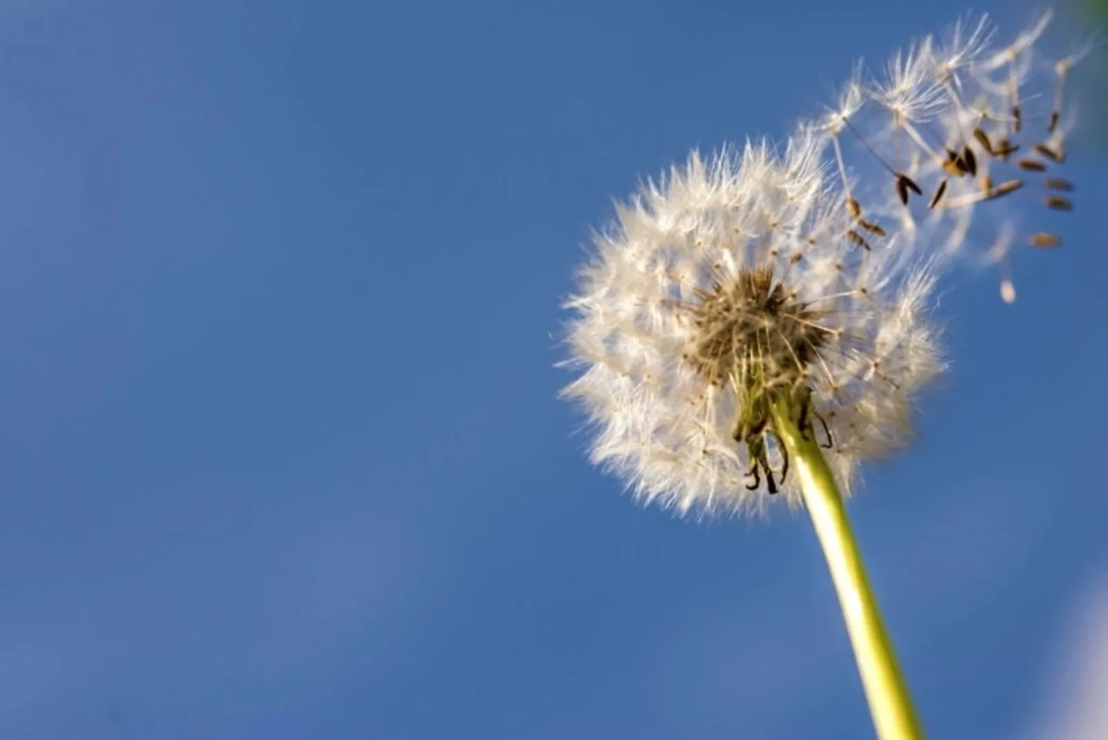 Flores Love onboarding scene: a dandelion seen from below against a blue sky